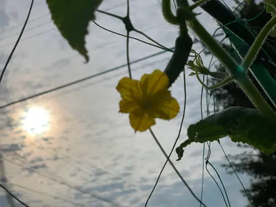 開花-スイカの花
