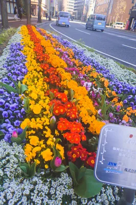 車道沿いに続く色鮮やかな花壇