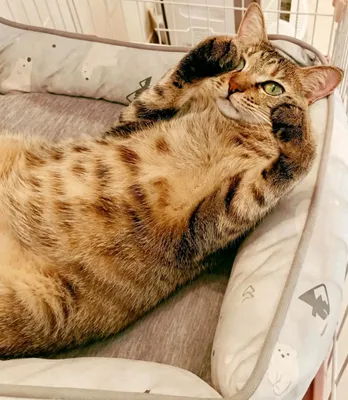 リラックスする茶トラ猫