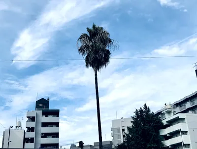 小倉にヤシの木