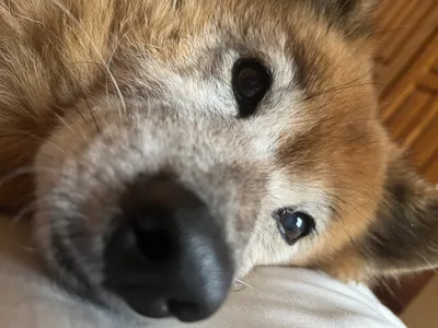 ハナの鼻