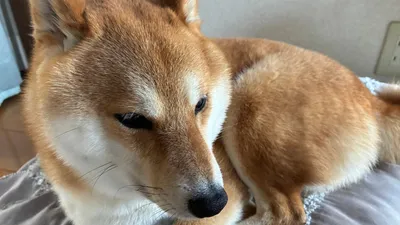柴犬