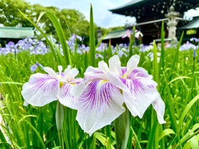 美しい紫の花菖蒲と古風な日本庭園