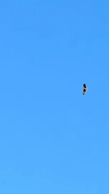 空へ羽ばたく鳥(縦)