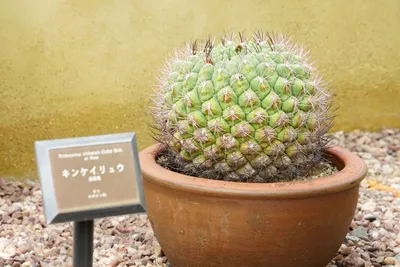 丸いサボテンの魅力たっぷりの一枚