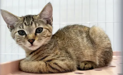 くつろぐ可愛い子猫の瞳