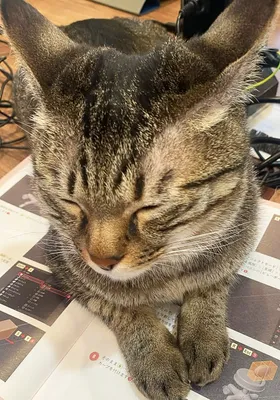 雑誌の上で眠る愛らしい猫