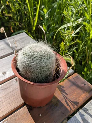 透き通る緑の美しい多肉植物