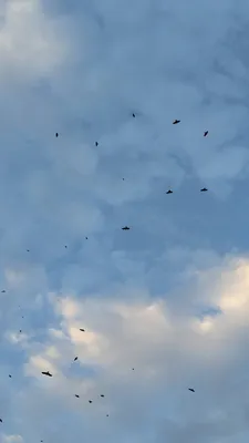 空を舞うカラスの群れ(縦)