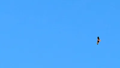 空へ羽ばたく鳥(横)