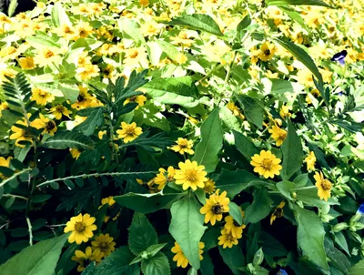雑草抜いとけや