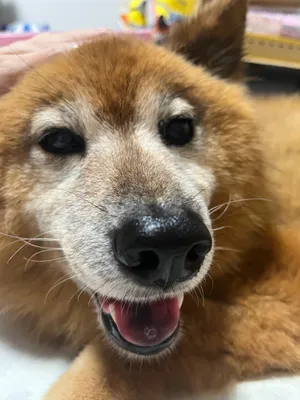 撫でられ中