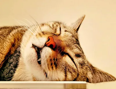 夢見る猫の安らぎの時間