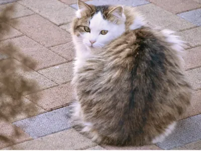 振り返る長毛の猫