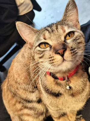 愛らしい赤い首輪の猫