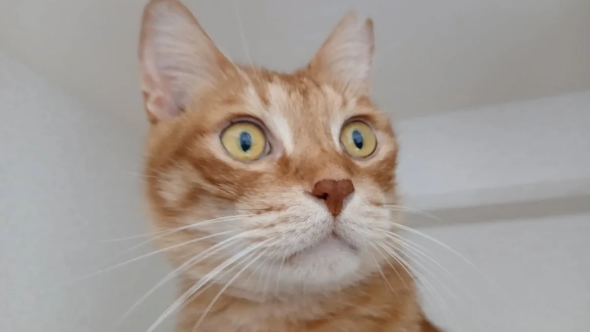 どあっぷ猫ちゃん