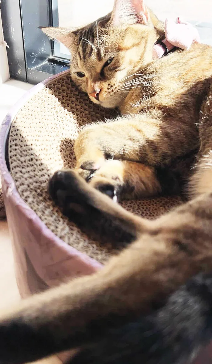 日差しの中でくつろぐ猫