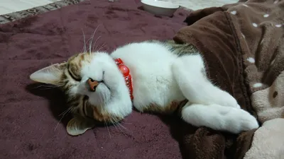 こたつで寝るねこ