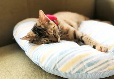 優雅に眠る子猫