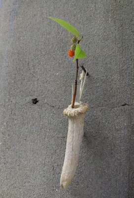 花器レタッチ済み