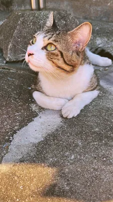 ねこ