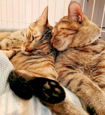仲良し猫の甘い休息