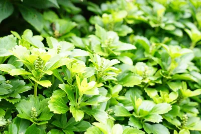 新緑の葉が輝く初夏の庭