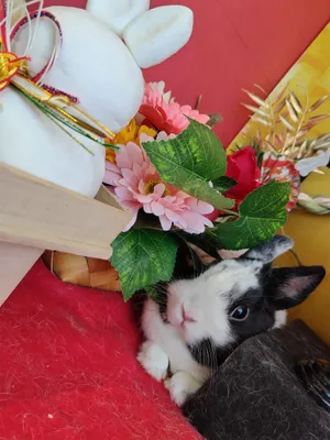 おもち