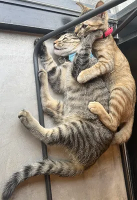 仲良し子猫のくつろぎタイム