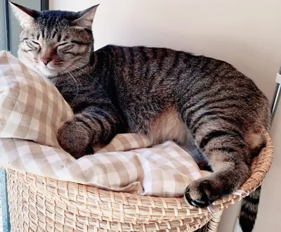 リラックスするタブ猫の昼下がり