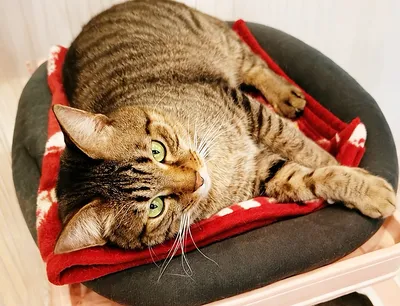 くつろぐ猫の至福のひととき