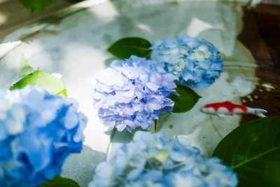 初夏を彩る紫陽花と錦鯉