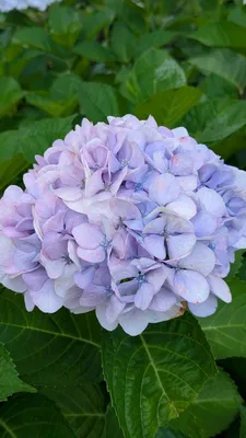 藤色の紫陽花①(縦)