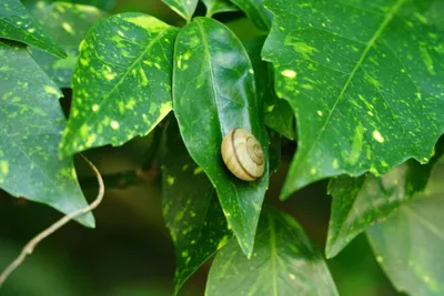 葉にたたずむカタツムリ