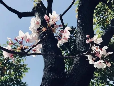 桜時