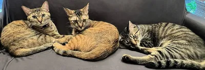ソファでくつろぐ3匹の猫