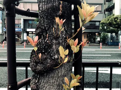 生きてる2