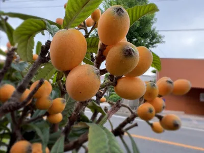 琵琶_初夏_家庭菜園