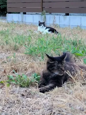 草むらに寛ぐ猫達