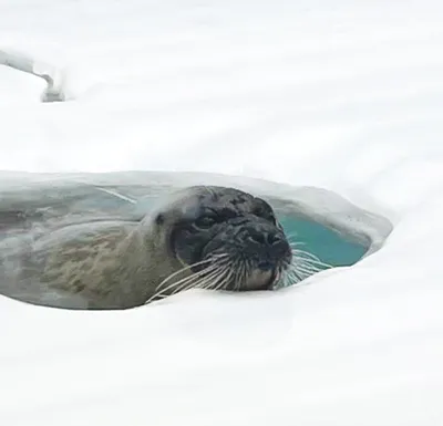雪の穴から顔を出すワモンアザラシ