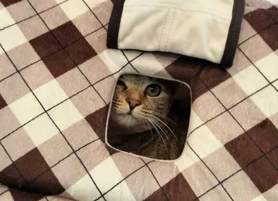 こたつから顔を覗かせる猫