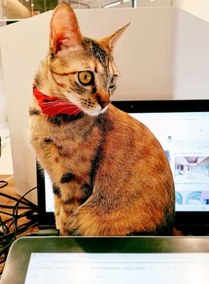 デスク上でくつろぐ赤いリボンの猫