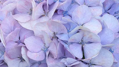 藤色の紫陽花②(横)