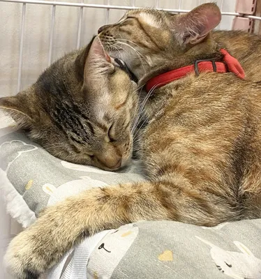 仲良し猫の癒しのひととき
