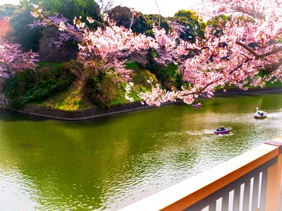 皇居外苑桜