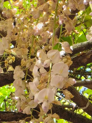 綺麗な白い藤の花
