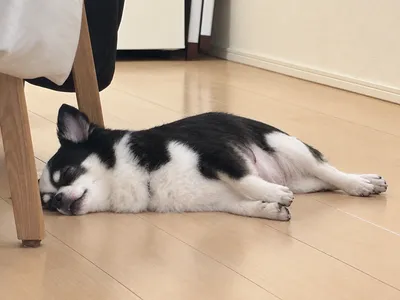 いぬ