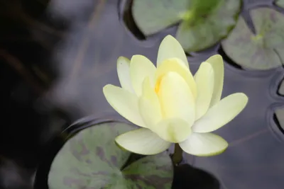 黄色いスイレンの花