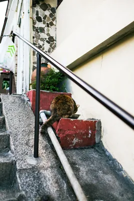 石段の小道で佇む猫
