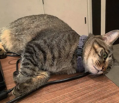 デスクで横になるキジトラ猫